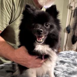 Molly - Pomeranian