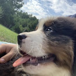 Bernese Mountain Dog Puppies from D’S Bernese Mountain Dogs