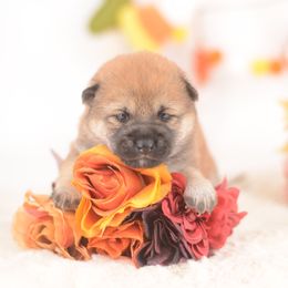 Aubrey -FULL AKC REGISTRATION- - Red female Shiba Inu puppy in Neosho, Missouri from Kenny Cave K9s