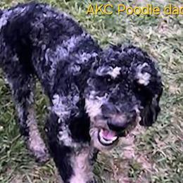 Maverick - Poodle