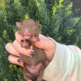 St Nick - Chocolate male Yorkipoo puppy in Oakland, Kentucky from Imperial Dogs