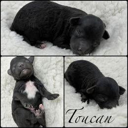 Toucan - Black male Poodle puppy in Wheatland, California from Sapphire Ridge Poodles