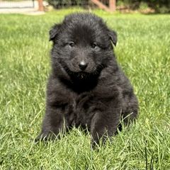 Girl 1 is now 2.5 weeks old - Black female Belgian Sheepdog puppy in Doylestown, Ohio from Diamante Nero