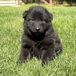 Girl 1 is now 2.5 weeks old - Black female Belgian Sheepdog puppy in Doylestown, Ohio from Diamante Nero