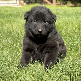Girl 1 is now 2.5 weeks old - Black female Belgian Sheepdog puppy in Doylestown, Ohio from Diamante Nero