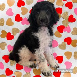 Poodle Puppies from Paddock's Purebred Poodles