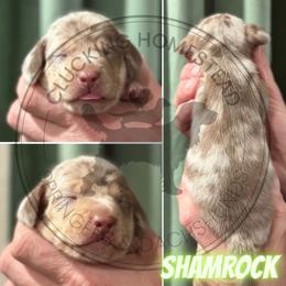 Shamrock - Fawn (isabella) and cream male Dachshund puppy in Fond Du Lac, Wisconsin from Clucking Homestead Springers & Dachshunds