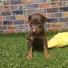 River - Chocolate and tan male Miniature Pinscher puppy in Baton Rouge, Louisiana from Pike's Pups