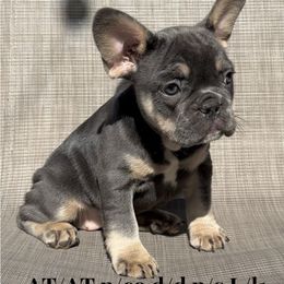 Carol - Blue fawn French Bulldog puppy in Titusville, Florida from Raptor Frenchies