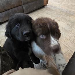 Old fashioned (Lincoln) - Black female Newfoundland puppy in Quaker City, Ohio from Country Magik