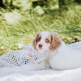 Red girl - Buff and white female Cockapoo puppy in Missoula, Montana from Big Sky Cockapoos