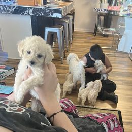 5 boys 1 girl 🐶 - Maltipoo