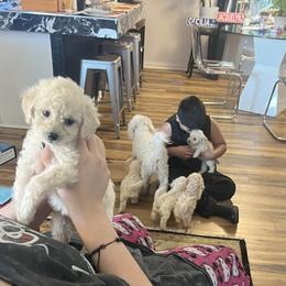 5 boys 1 girl 🐶 - Maltipoo