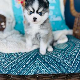 Patriot - Black and white male Pomsky puppy in Yavapai County, Arizona from Pawsh Pomskies