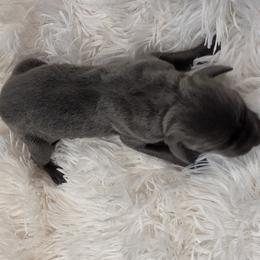Aretha - Blue female Great Dane puppy in Colorado Springs, Colorado from Pilot Danes