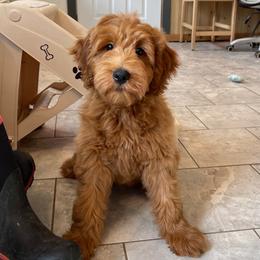 Twix - Red  female Goldendoodle puppy in Sugarcreek, Ohio from True Hearted Doodles