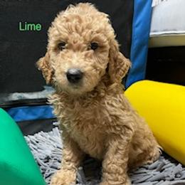 Goldendoodle Puppies from Da Ruba Doodles