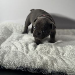 French Bulldog Puppies from Puget Sound Frenchies