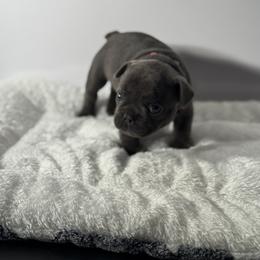 French Bulldog Puppies from Puget Sound Frenchies