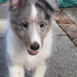 GREEN COLLAR - Blue merle white and tan male Shetland Sheepdog puppy in Casselberry, Florida from Terri  Riley