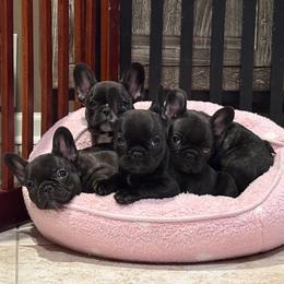 French Bulldog puppies from KnockDown Bulldogs