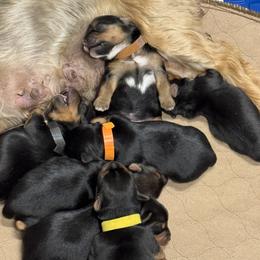 Black Collar Boy - Blue and gold male Yorkshire Terrier puppy in Dewy Rose, Georgia from Dewy Rose Yorkies