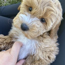 Aussiedoodle and Goldendoodle Puppies from Garside Doodles