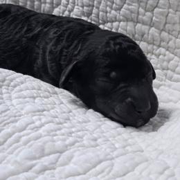 Hudson - Black male Poodle puppy in Conroe, Texas from Pear house farm