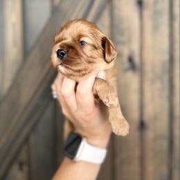 Odysseus - Ruby male Cavalier King Charles Spaniel puppy in Spring Hill, Florida from Parisian Puppies