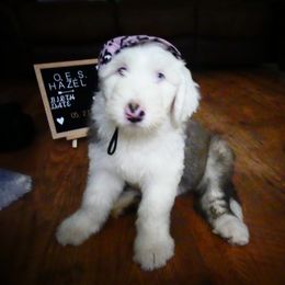 Old English Sheepdog Puppies from Gabriela Moreno's Old English Sheepdogs