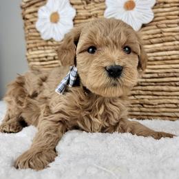 Rudy - Apricot male Goldendoodle puppy in Temecula, California from Oodles O'Doodles