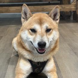 Miso - Shiba Inu