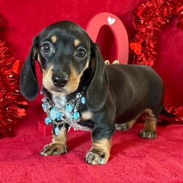 Brekin - Black and cream male Dachshund puppy in Lincoln, Arkansas from Red Dirt Dachshunds