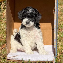 Buzz - Parti male Poodle puppy in Corinth, Mississippi from SnickerDoodlePups