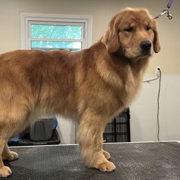 Story - Golden Retriever