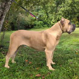 Nash - Cane Corso