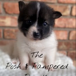 Chanel - Black and white female Pomsky puppy in Hugo, Oklahoma from The Posh & Pampered Pomsky