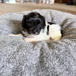 Surgie - Black and white female Cavapoo puppy in Nevada, Missouri from Backroad Fur Babies
