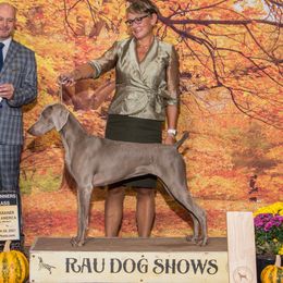 Treasure - Weimaraner