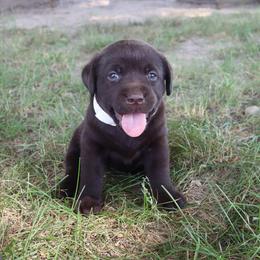 Pansy - Chocolate female Labrador Retriever puppy in Camden, Indiana from Camden's Caring Canines