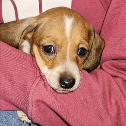 Peanut - Piebald female Dachshund puppy in Sturtevant, Wisconsin from Nicole's Dachshunds