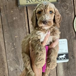 Goldendoodles and Poodles from Paradise kennels TN