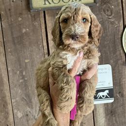 Goldendoodles and Poodles from Paradise kennels TN