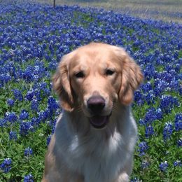 Golden Retrievers from Coralace Goldens