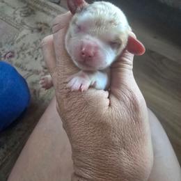 Blenheim female mostly white - Blenheim female Cavalier King Charles Spaniel puppy in Wimberley, Texas from Amazing AKC Puppies