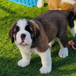 Legolas - Mahogany and white male Saint Bernard puppy in Double Springs, Alabama from St Bernard Kingdom, LLC