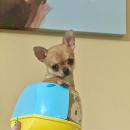 Phineas - Red and white female Chihuahua puppy in Williamsburg, Virginia from PAWSitive Cheeky Chihuahuas