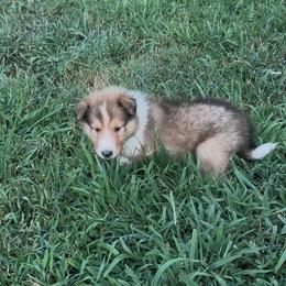 Excalibur - Sable and white male Collie puppy in Malvern, Arkansas from Lost Acres Collies