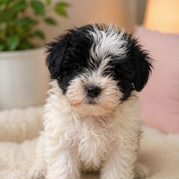 Toby - Black & white male Maltipoo puppy in Chattanooga, Tennessee from Joy-Fur Puppies