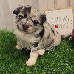 Scribble - Merle male Chihuahua puppy in Bowdon, Georgia from Paschal's Pups